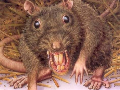 Ugly Rat Images – Browse 1,672 Stock Photos,。